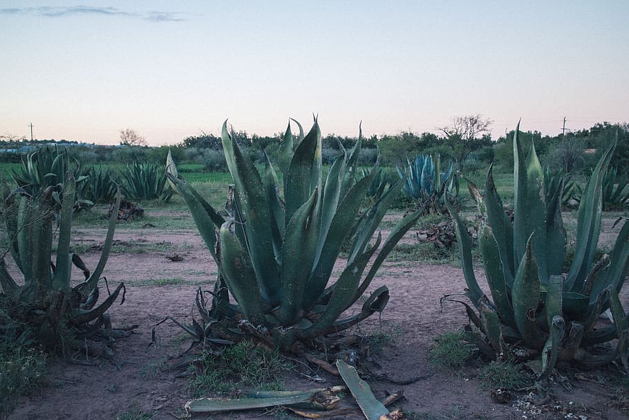 Mastering Agave Growing Conditions