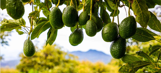 How to grow Avacado Trees