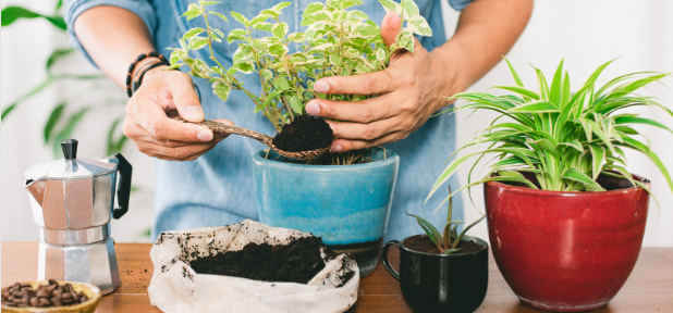 Are Coffee Grounds Good For Geraniums