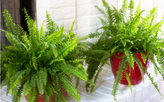 Are Ferns Low Maintenance