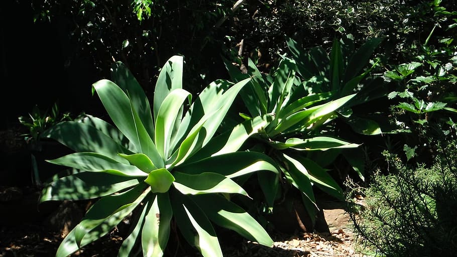 Mastering Agave Growing Conditions