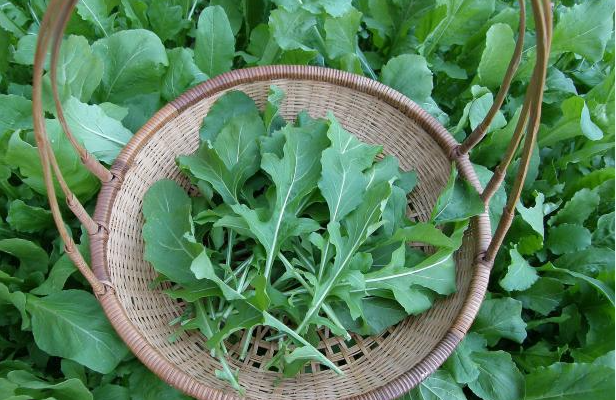 Mastering Arugula Plant Care: A Comprehensive Guide to Cultivating a Flavourful and Nutritious Crop