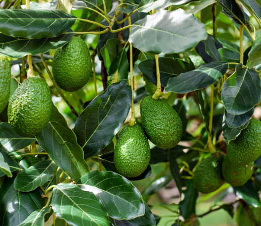 How to Grow Avocado Trees