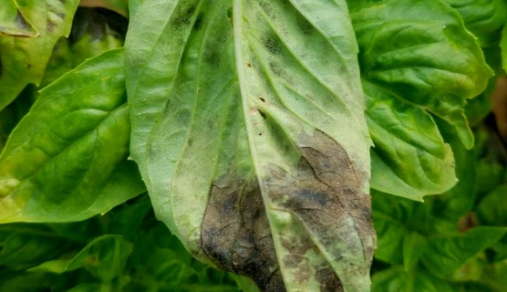 Basil Leaves Are Turning Black