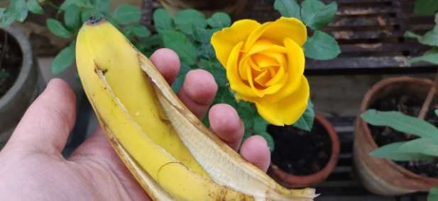 Banana Peels and Roses