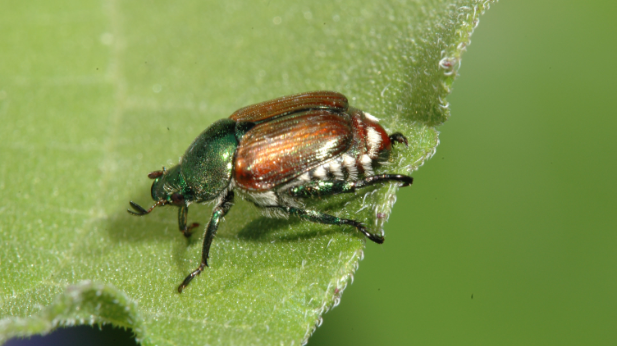 Identifying and Controlling Common Garden Pests:The Ultimate and Comprehensive Guide