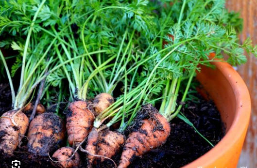 Can Carrots Be Grown In Pots: A Wise Choice For A Bountiful Harvest