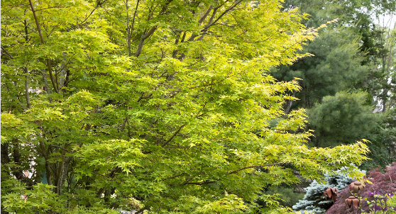 Can Japanese Maples Grow In Full Sun?: Learn about its Memorable Attributes and Care Tips