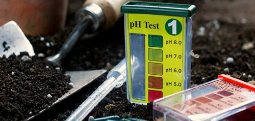 Best Ph For Garden Soil: The Importance Of Soil Ph to Grow Strong and Healthy Plants
