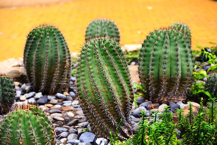Can Cacti Survive Winter?:Uncover the Surprising Ability of this Plant