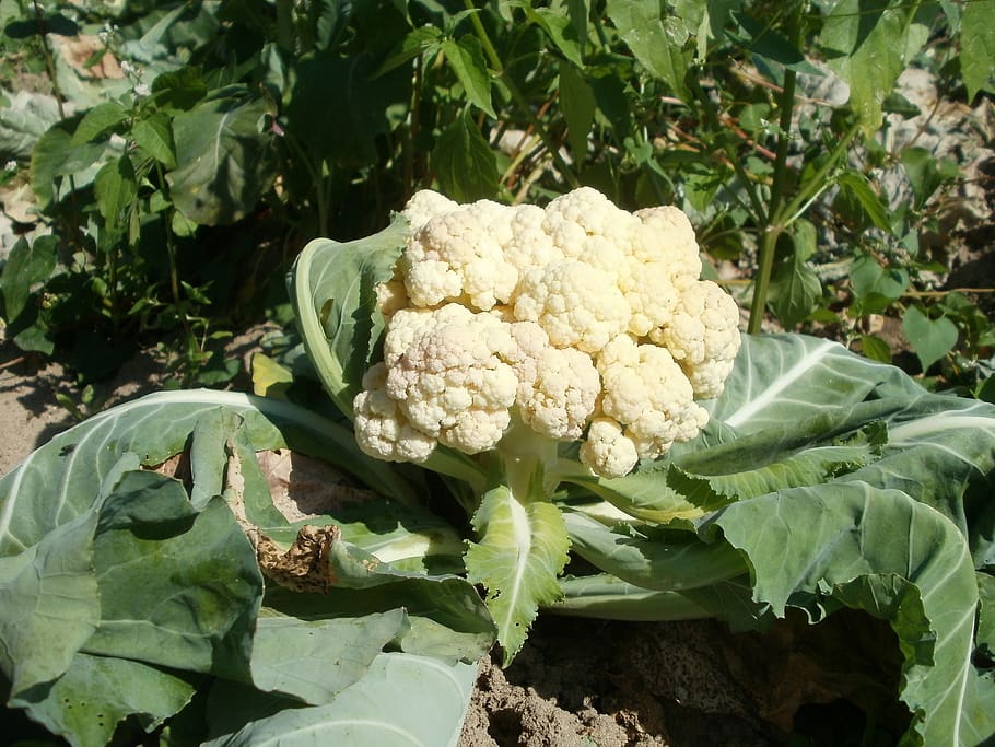Can Cauliflower Survive Frost?:Discover the the Critical and Eye Opening  Information to Save Your Crop